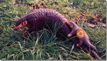 precise-pangolin-ubuntu-348x196